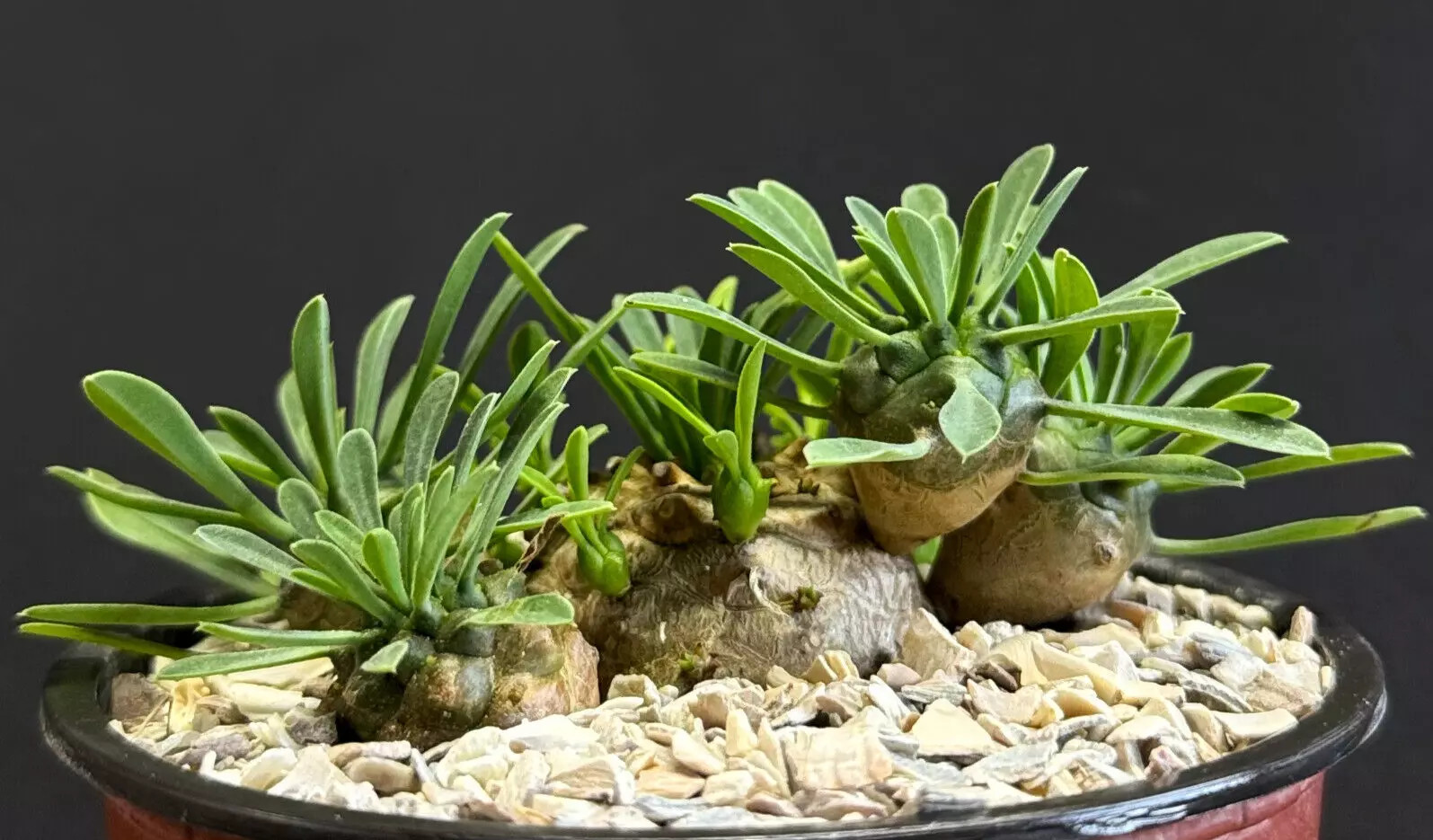 EUPHORBIA JAPONICA exotic dwarf bonsai caudex rare succulent 4″ PLANT
