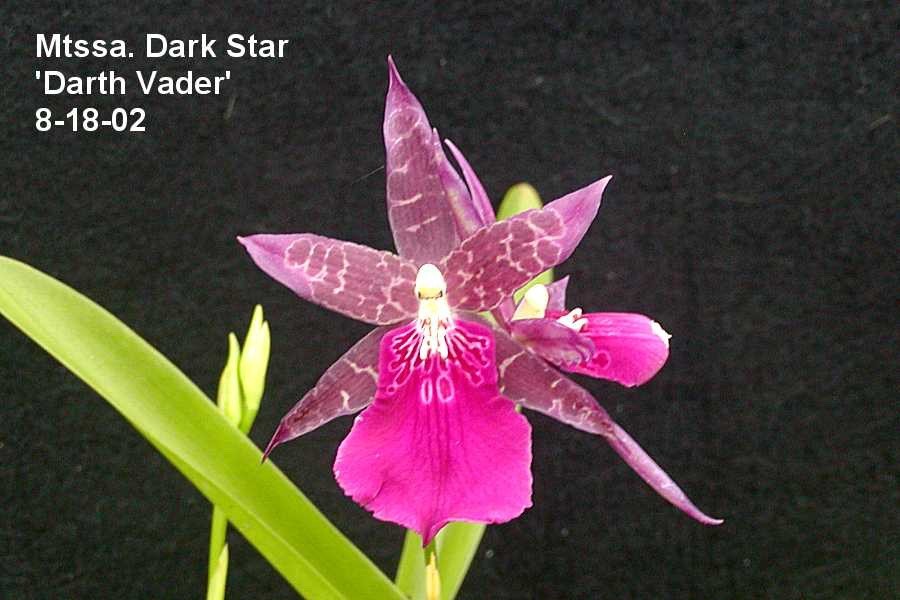 Mtssa Dark Star ‘Darth Vader’ Bare Root Orchid in Spike SALE 2 for 1! BUY NOW