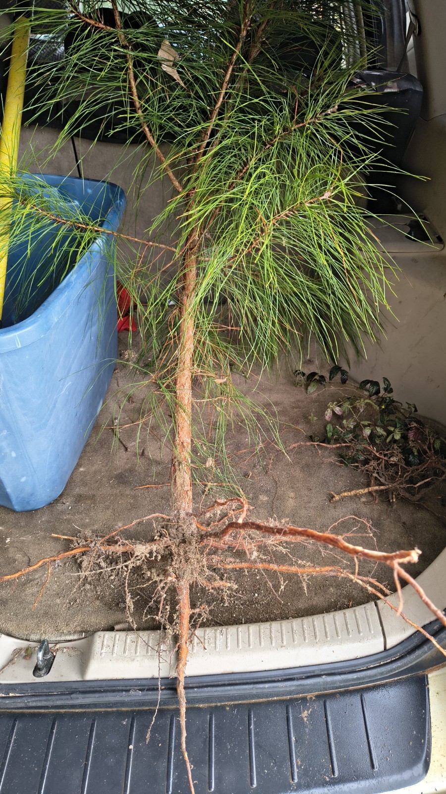 Loblolly Pine Trees 5 Per Order Live Rooted In Pots