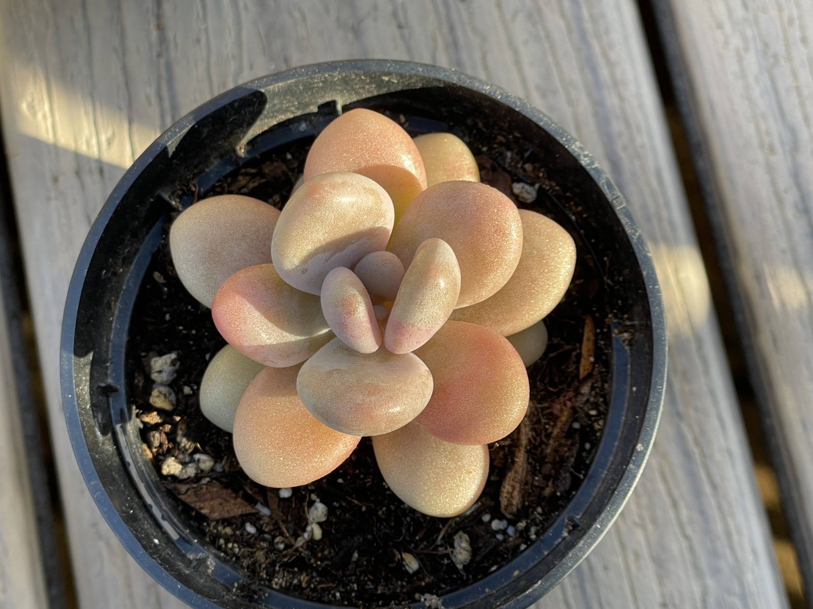 Rare Succulent Lavender Pebbles Decor Gift Live Plant Rooted 1-Head 2-3 Inch