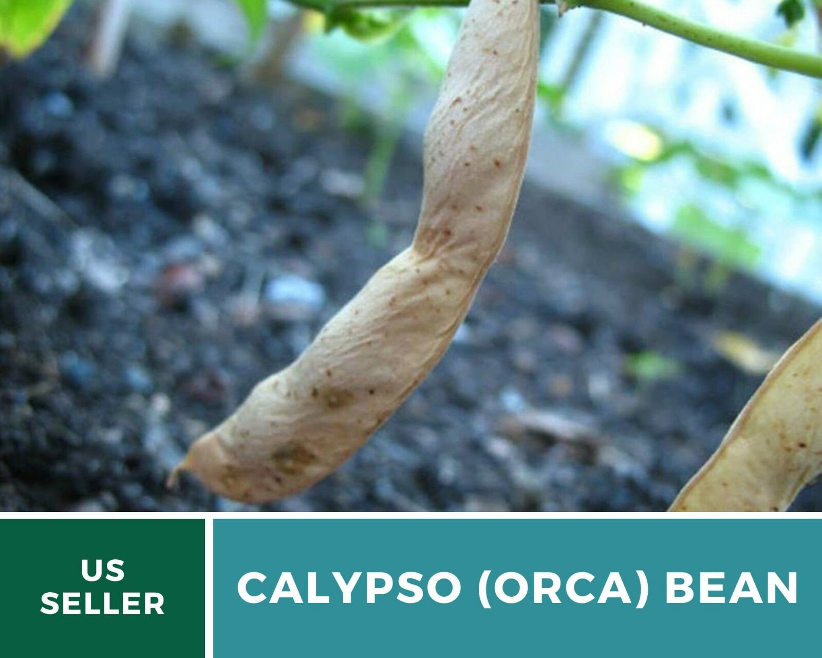 Bean, Calypso (Orca) – 25 Seeds, Bush, Heirloom Vegetable (Phaseolus vulgaris)