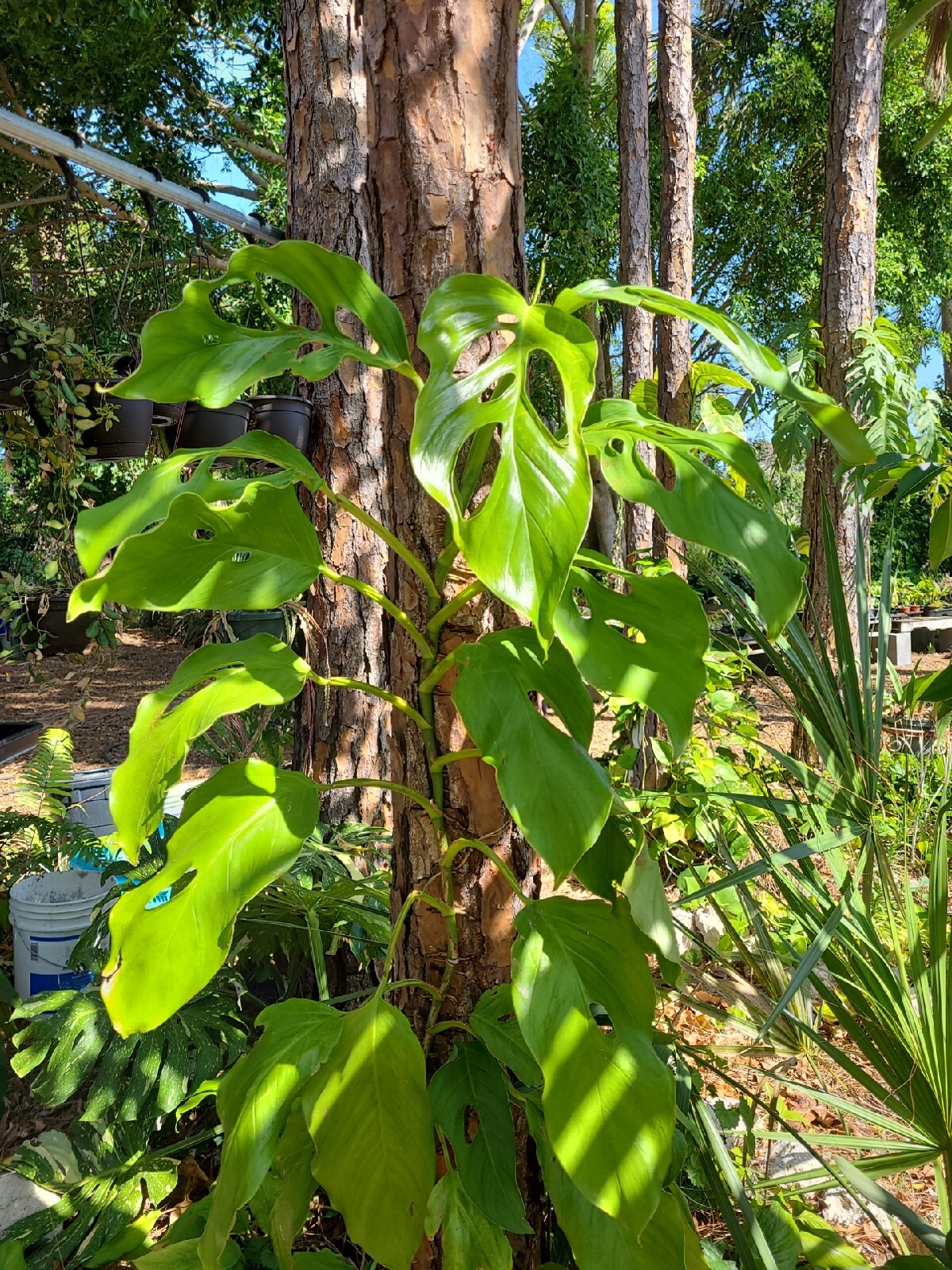 Monstera Acacoyaguensis *RARE TROPICAL AROID* 2 node fresh cutting