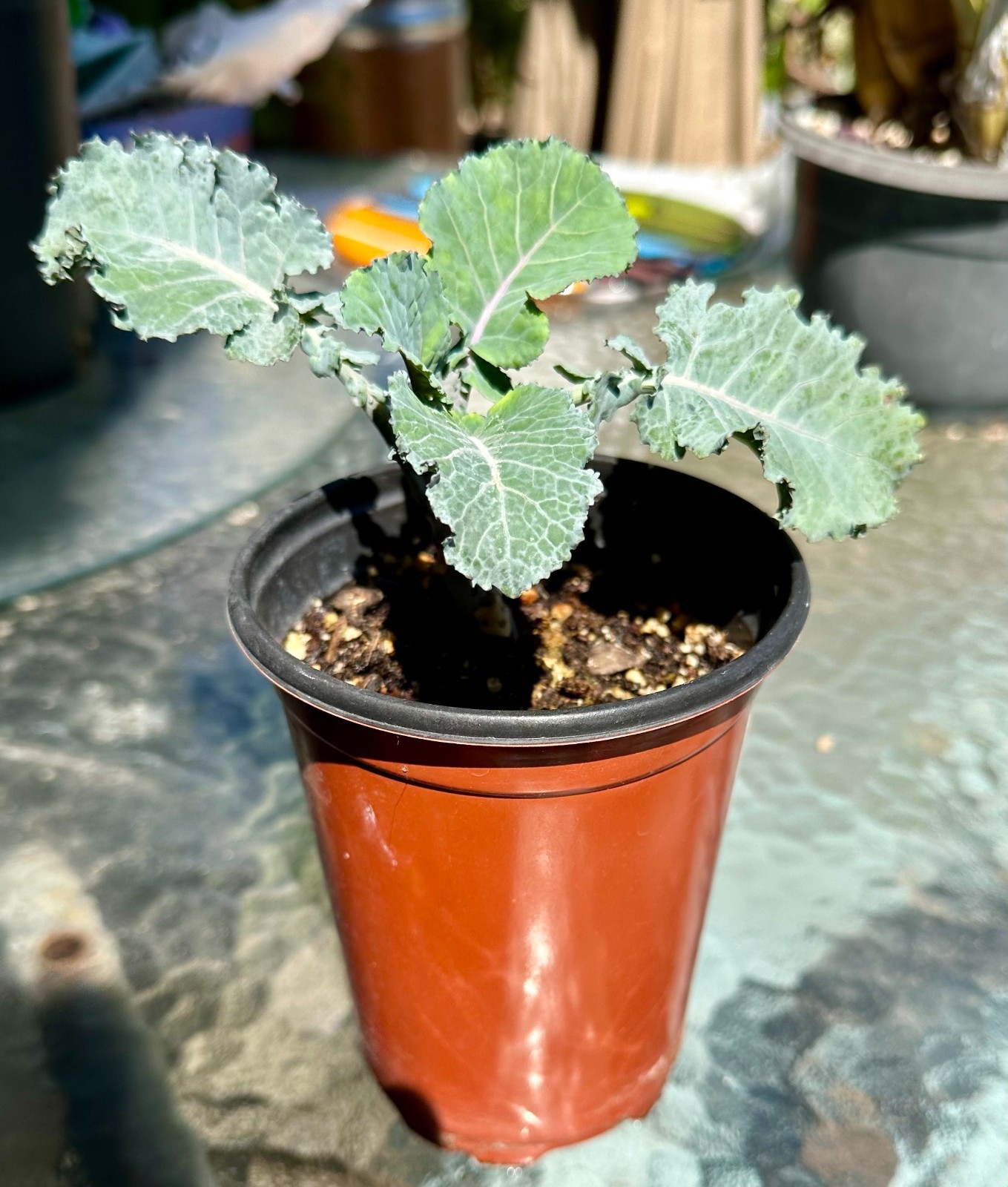 Purple Tree Collards/Kale Perennial ROOTED PLANT: Food Security!