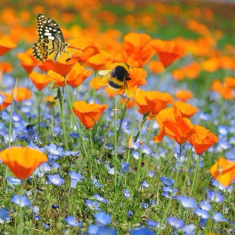 500 California Poppy Seeds (Eschscholzia californica) bees and butterflies