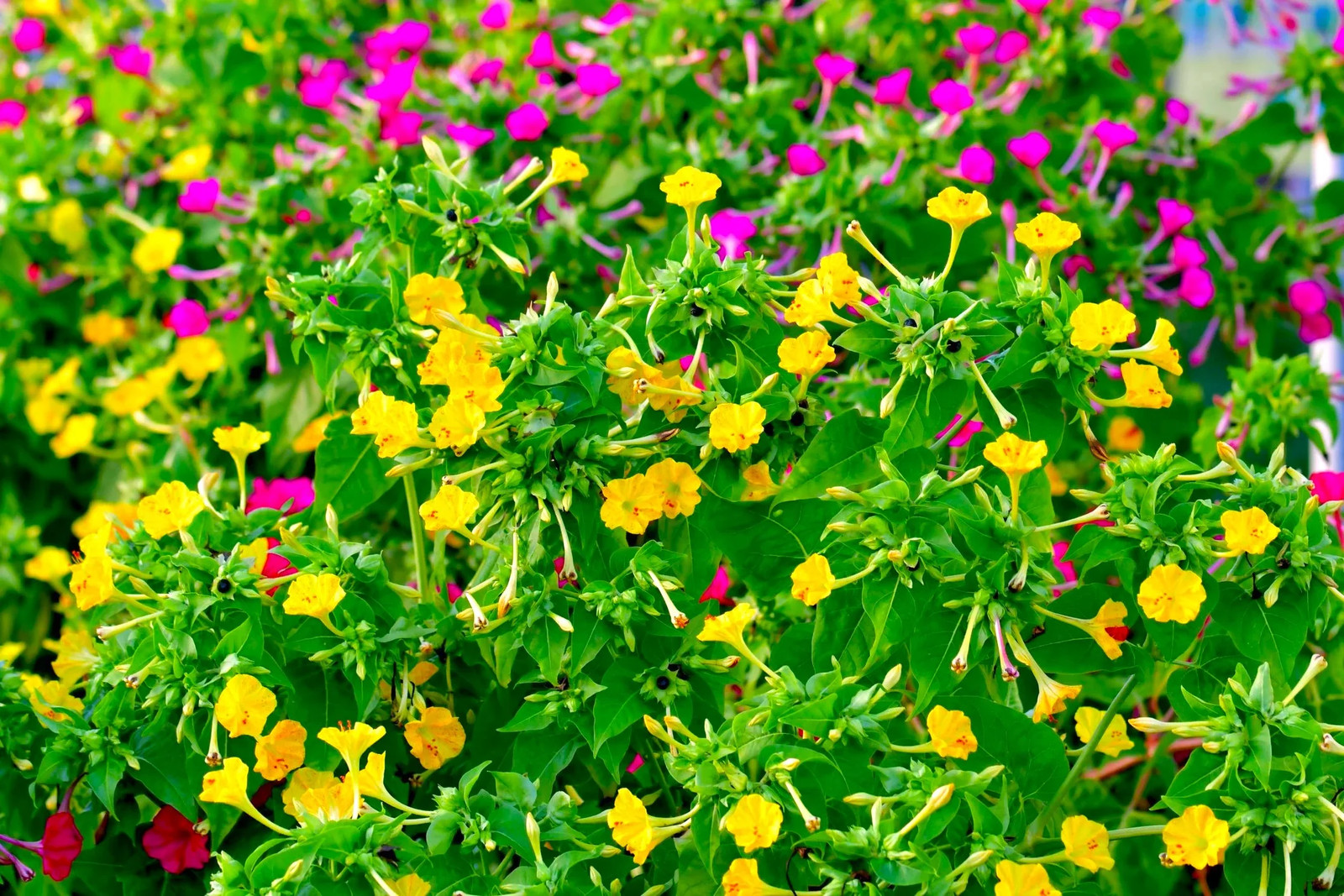 Solid Colors Mix Four O’ Clock Seeds | Mirabilis Rainbow Mixed Flower Seed 2025