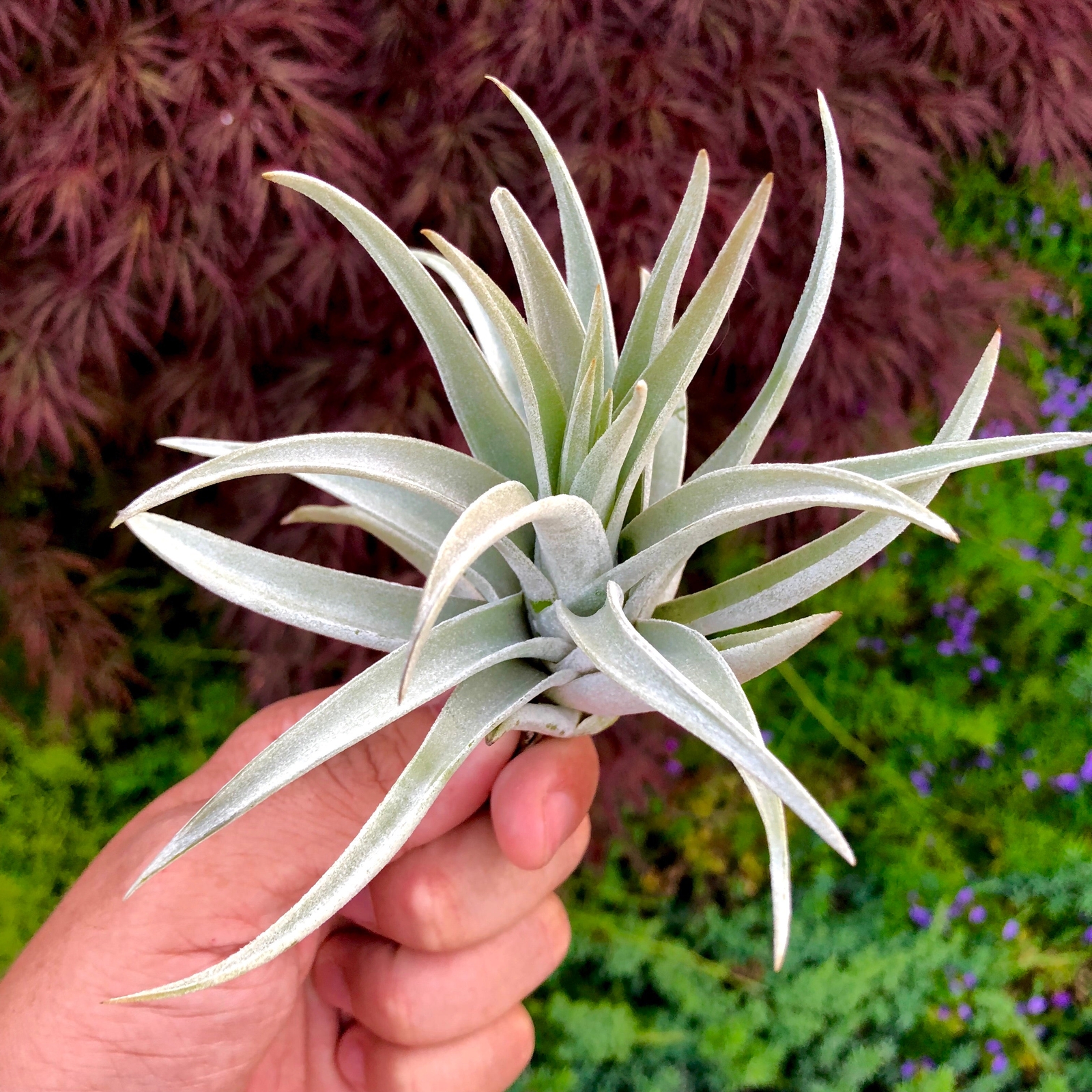 Harrisii Air Plant (Easy Care, Beginner Friendly Plant)