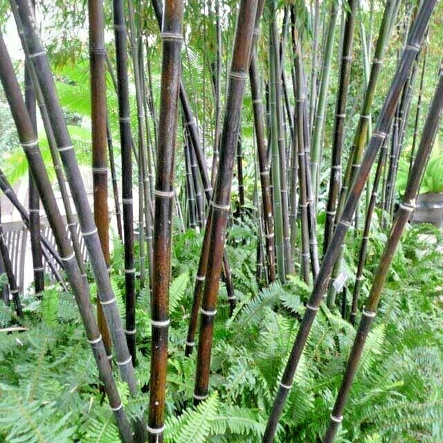 10 PURPLE TIMOR BAMBOO SEEDS – Bambusa lako