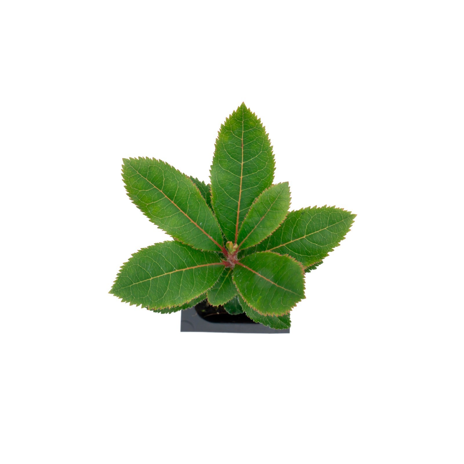 Arbutus Unedo – Strawberry Tree – Live Plants – Sweet Beauty in 2.5 Inch Cubes