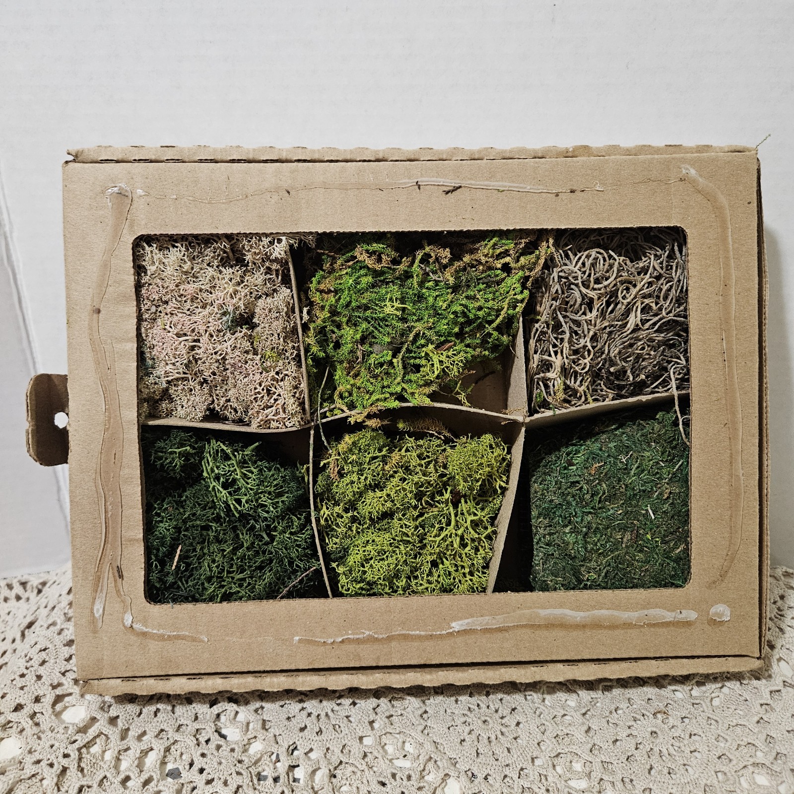 6 Types Natural Moss Crafting DIY Floral Flower Arranging