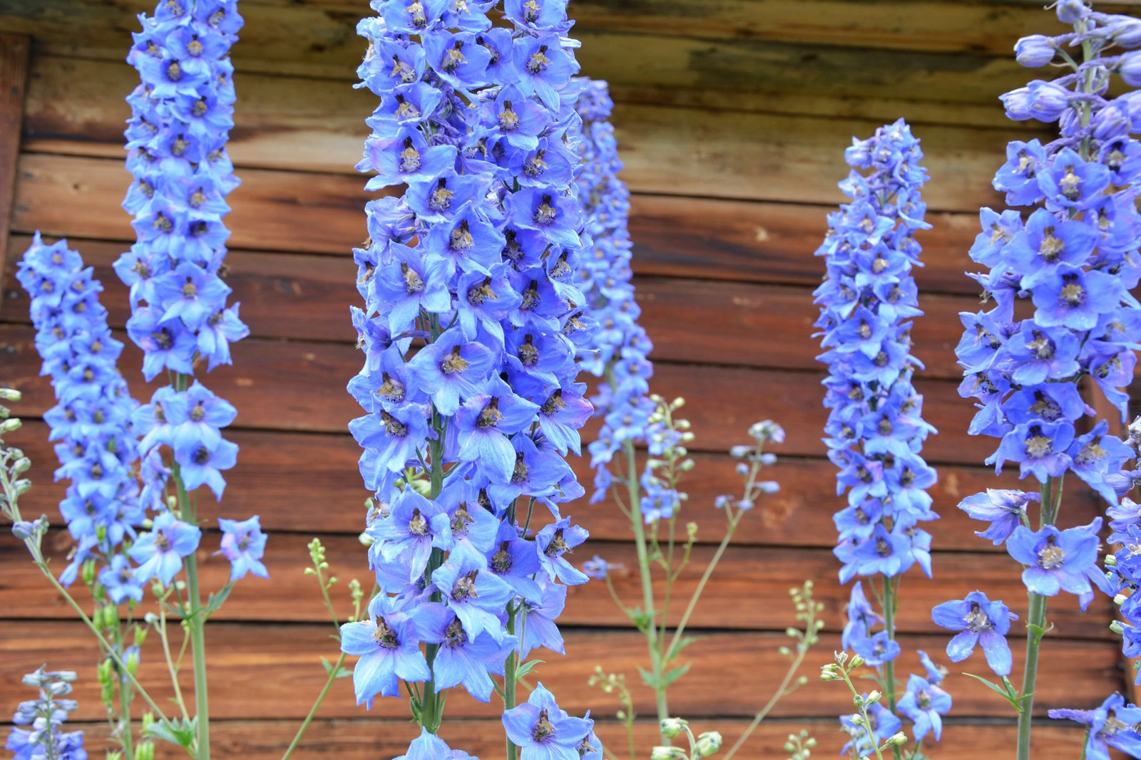 350 Blue with Pink ROCKET LARKSPUR DELPHINIUM Consolida Ajacis Seeds