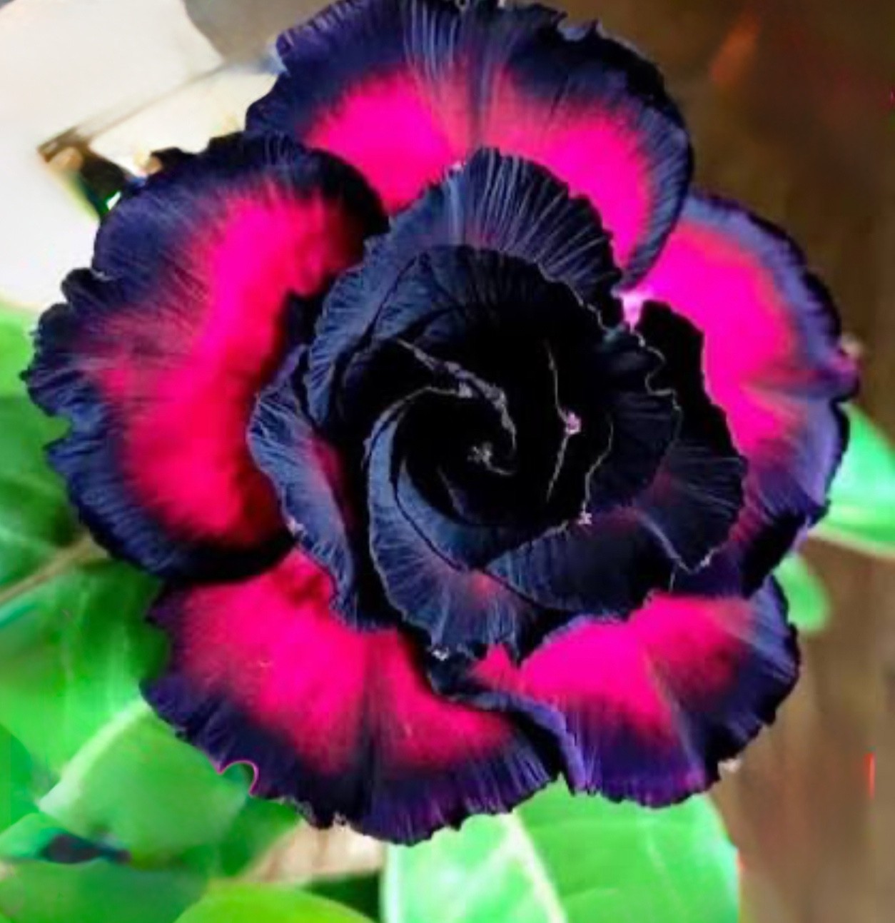 Black Rubies~Desert Rose Adenium Obesum SMALL Rooted Seedling Plant-3-4 inches