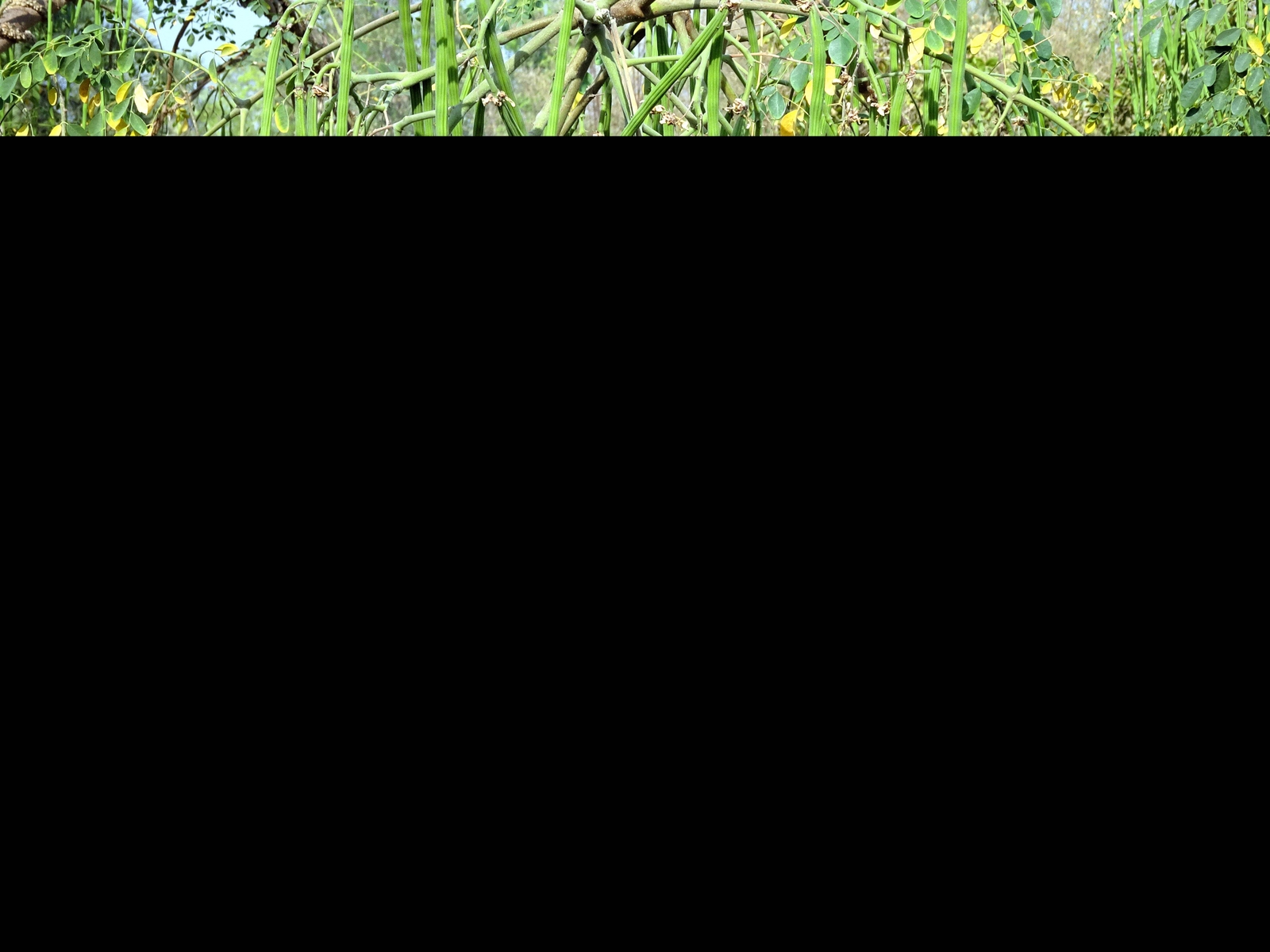 10 Flowering DRUMSTICK TREE Moringa Oleifera Seeds (Miracle Tree / Ben Oil Tree)