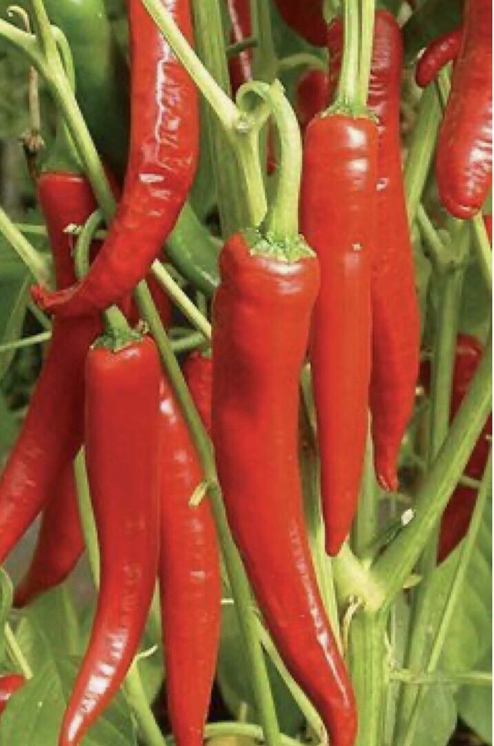 100 Plus HOT LONG RED CAYENNE PEPPER- Capsicum Annuum Seeds-Non GMO