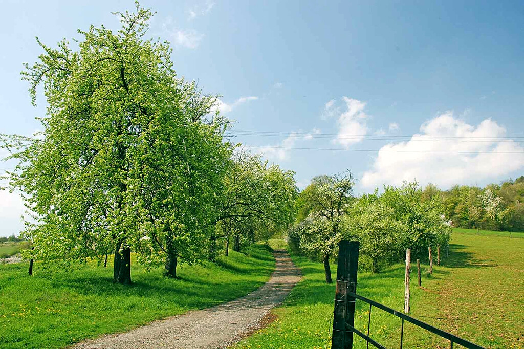 EUROPEAN PEAR TREE SEEDS (Pyrus Communis) Fast Hardy Fruit Flower Garden Plant