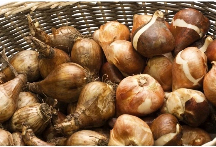 Yellow Dutch Master Daffodil Bulbs Lot Of 50 Ready To Grow Flowers