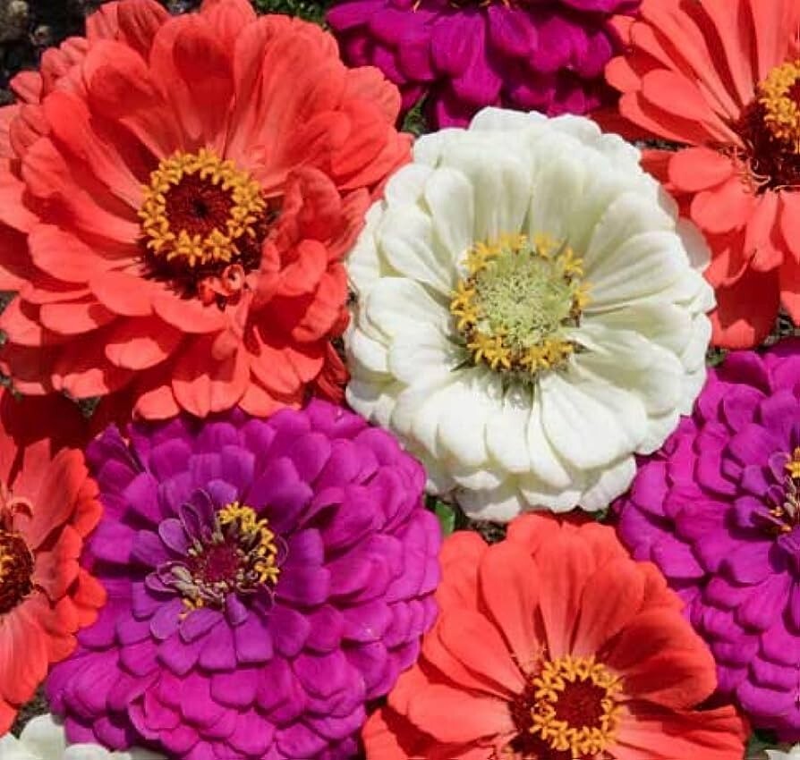 Under The Sea Zinnia Seeds 100+ Flower Elegans Annual MIXED USA SELLER FREE S&H