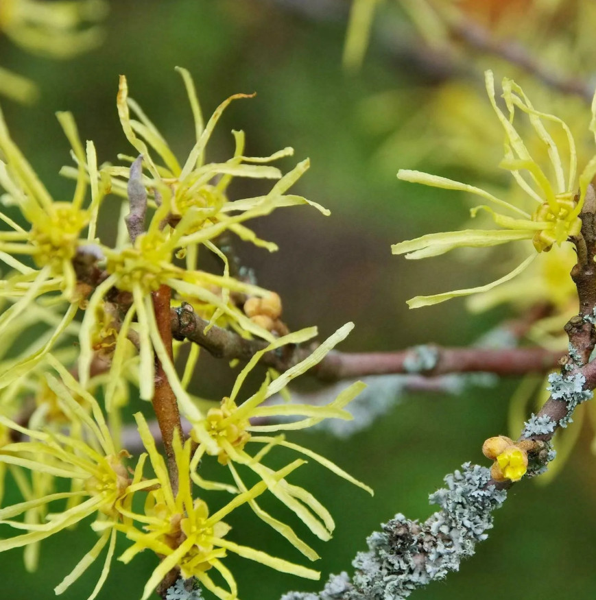 2 Live Witchhazel Plant, Hamamelis virginiana, 8” Tall, 4” Pot, Deciduous Shrub