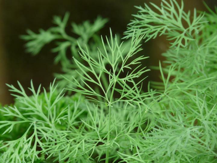 300+ Seeds of Dill Dillweed شوید Herb 100% organic US Grower