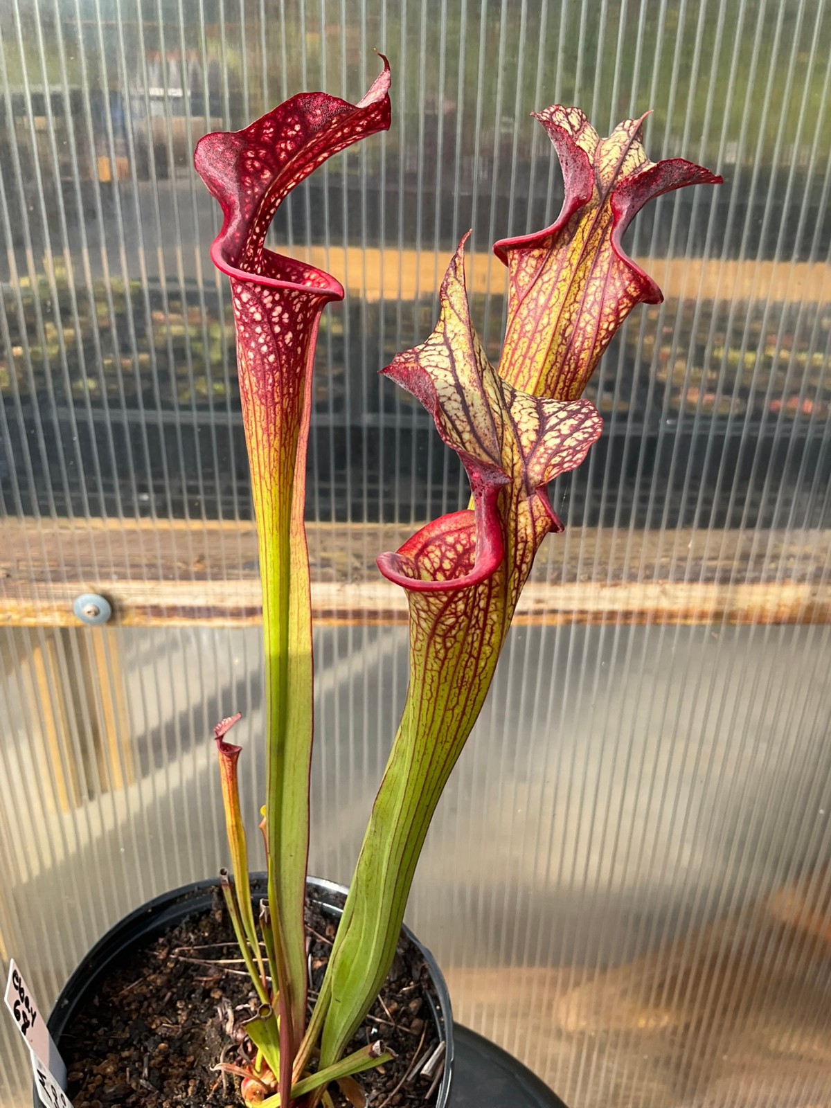 Sarracenia ‘Esme Cowlard’ x (leucophylla Purple Lips x cuprea) OP Exact Plant