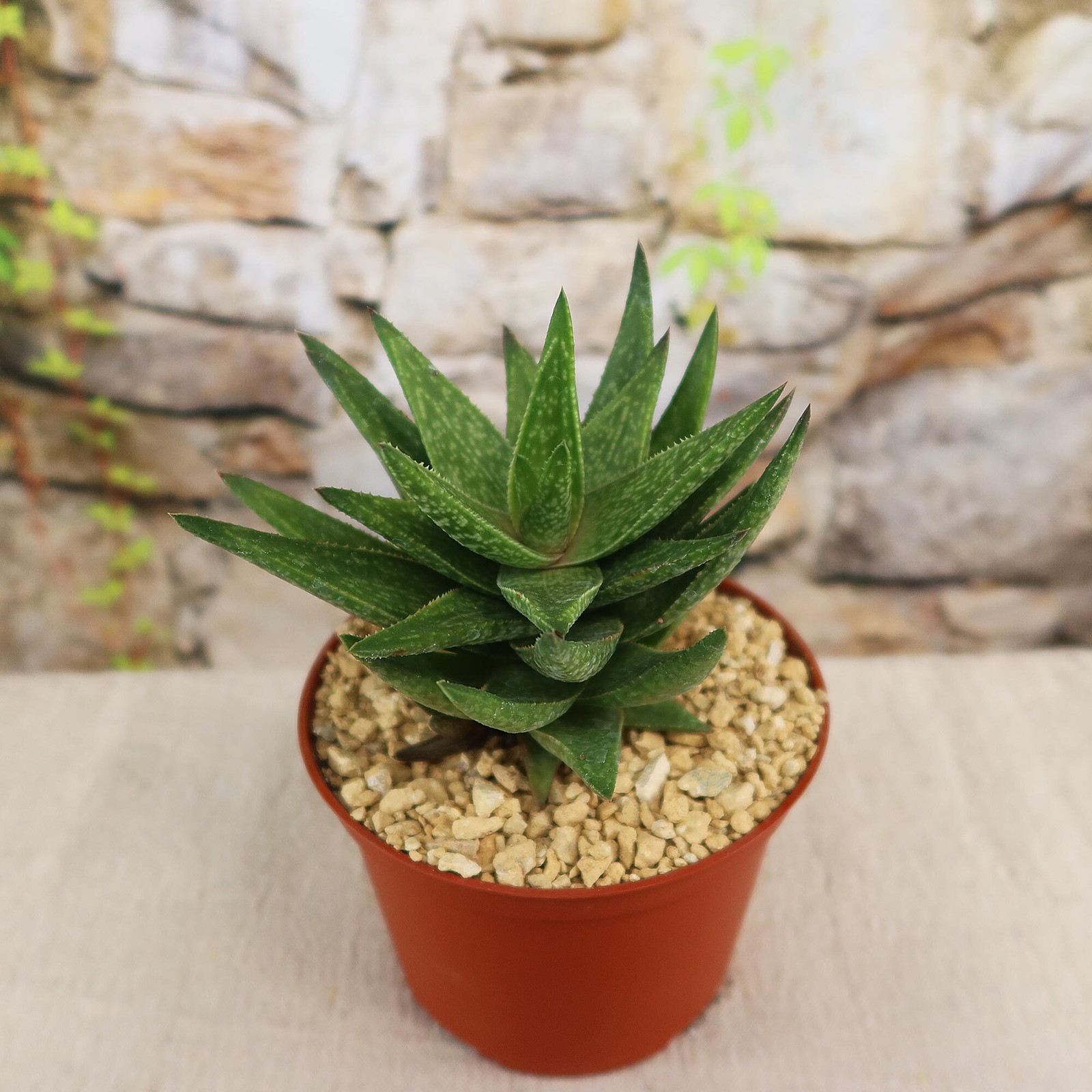 Gasteraloe ” Green Gold ” cactus Cacti Succulent real live plant