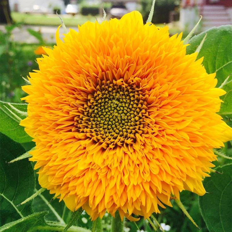 50+ DOUBLE DWARF SUNFLOWER SEEDS — DWARF TEDDY BEAR — SUNGOLD ——- FRESH
