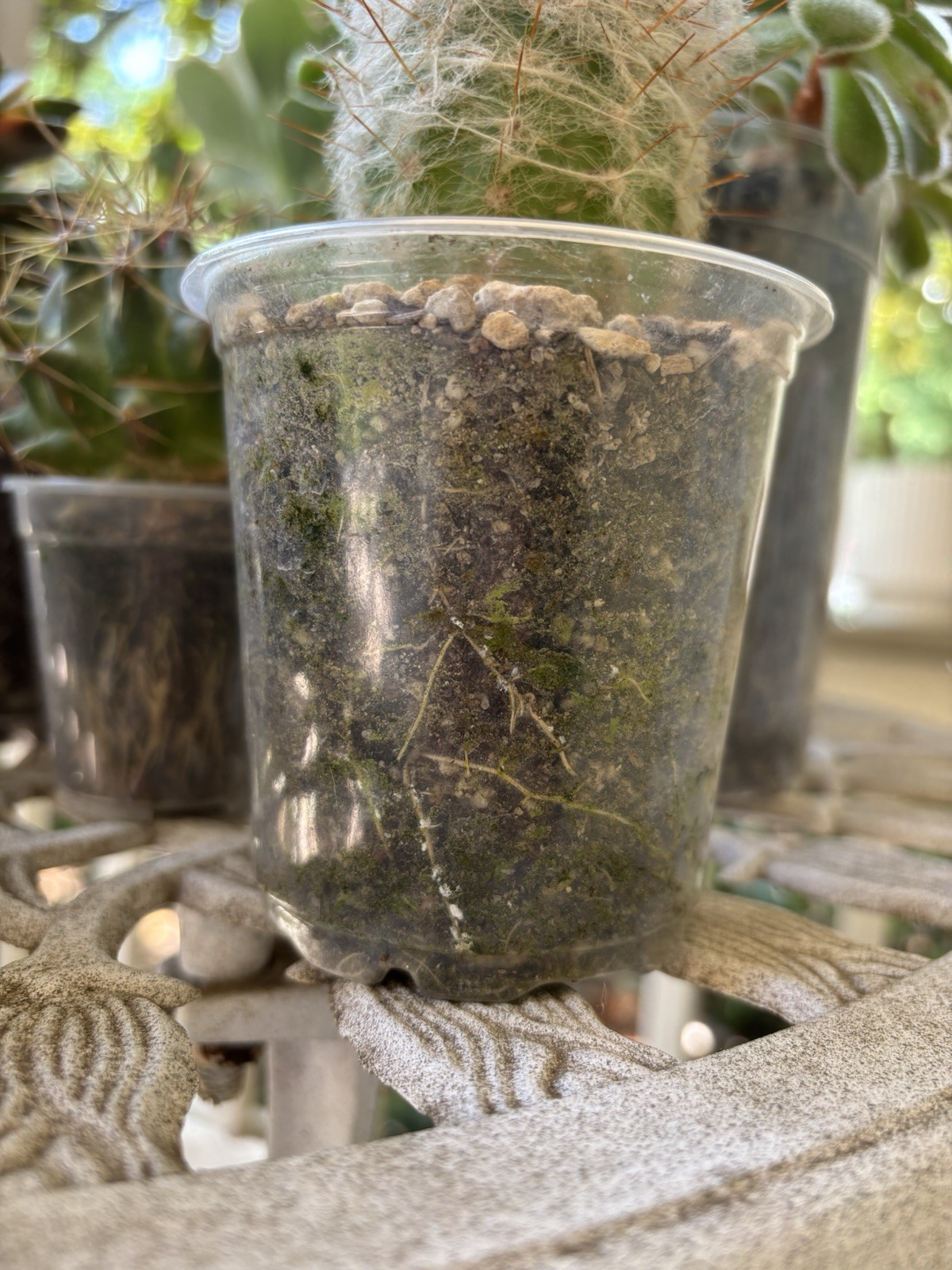 Old Man Cactus Rooted in 4″ Nursery Pot Succulent Houseplant Live Plant
