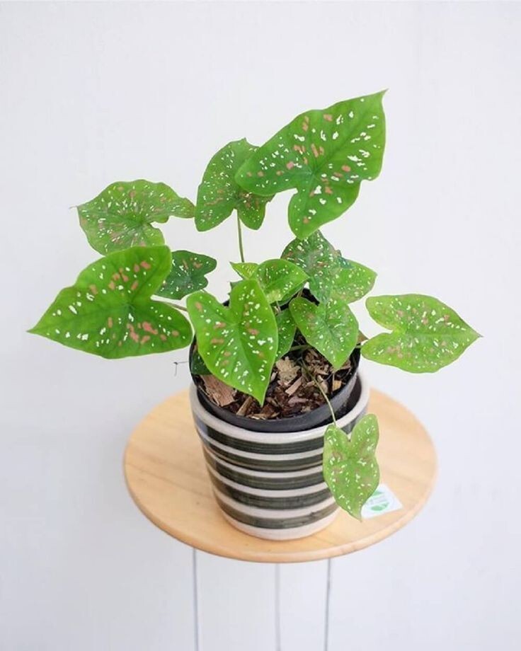 Caladium ‘Florida Clown’ Bulbs – Size #2 (4 Bulbs, 1″–1.5″) – New Crop 2025