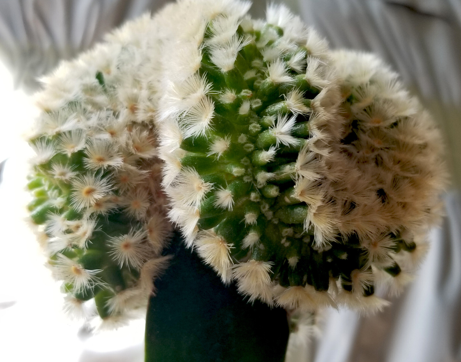 Robust, Gorgeous Mammillaria Carmanae Crest – a Must Have in any Collection