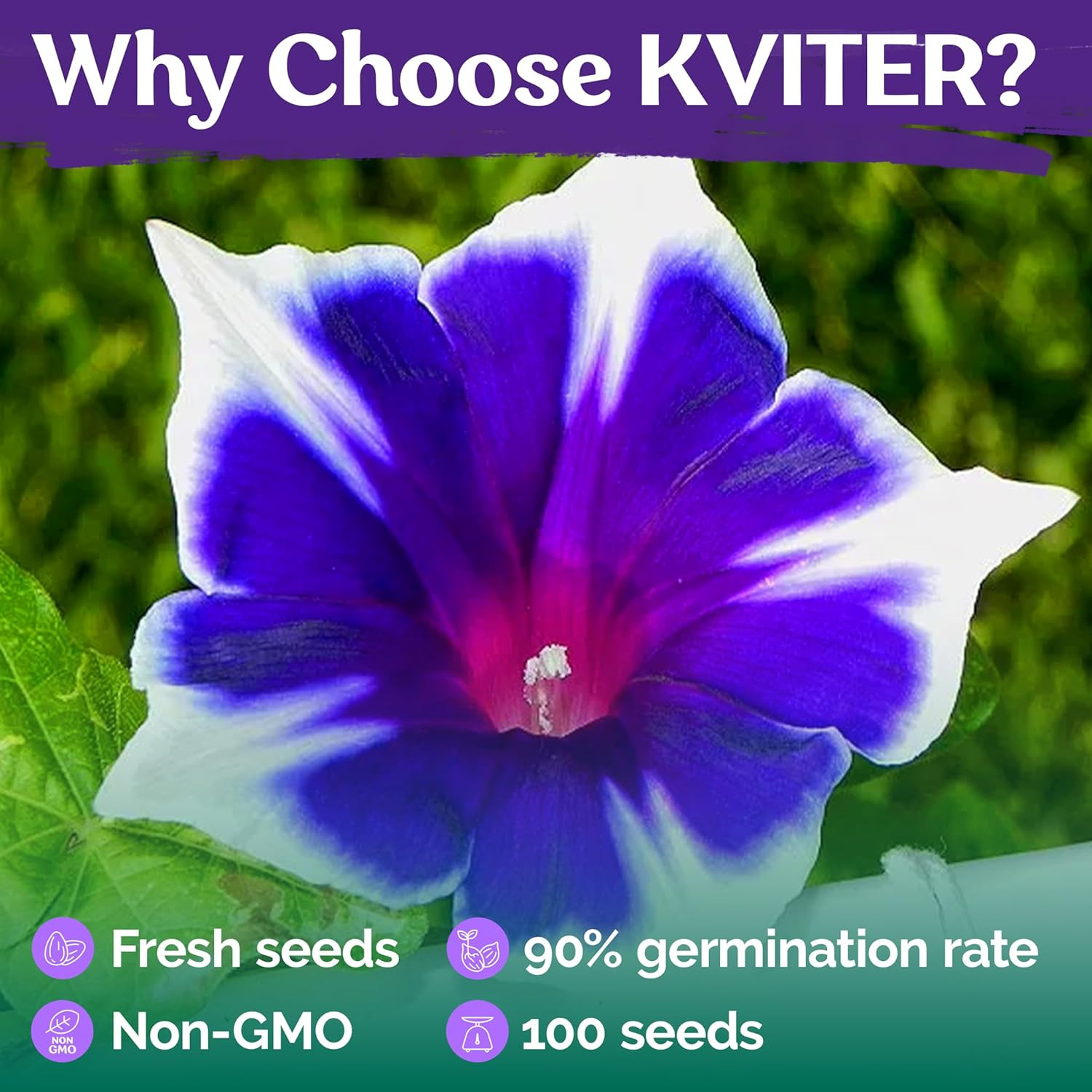 KVITER 100 Blue & White Morning Glory Seeds (Ipomoea) – Perennial Flower Seeds f
