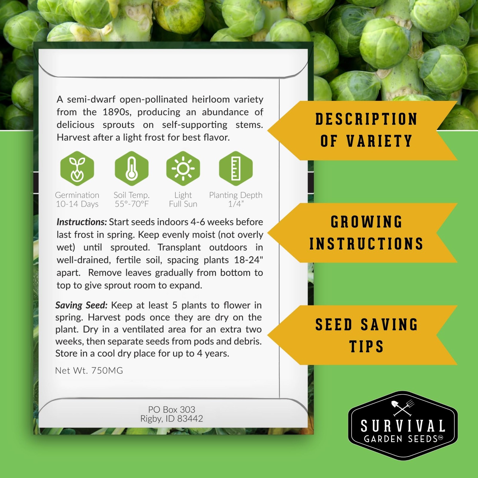Brussels Sprouts Seeds 3 Variety Pack for Planting | Red, green, purple