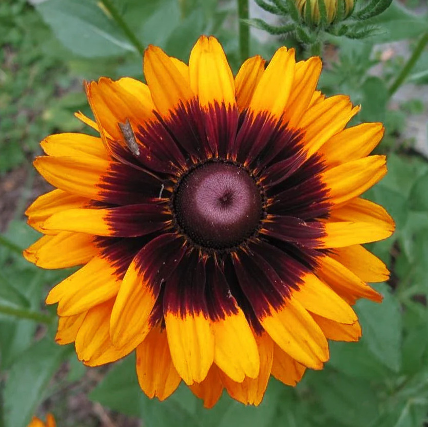 Live Rudbeckia hirta ‘Autumn Colours’ Plant, Coneflowers, Well-Rooted Plug Small