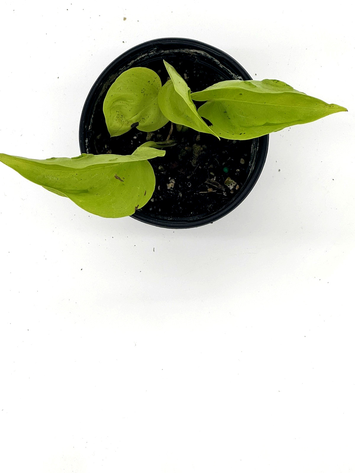Epipremnum Champs Elysees Élysées Pothos Teruno 4IN Grower Pot