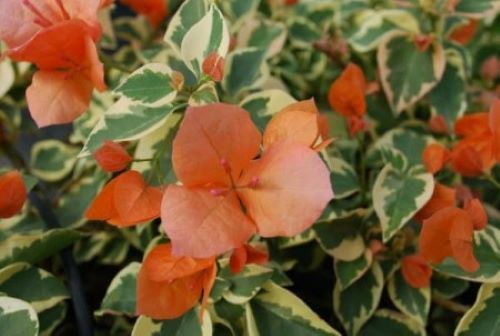 Well Rooted **ORANGE ICE** VARIEGATED Bougainvillea starter/plug plant*
