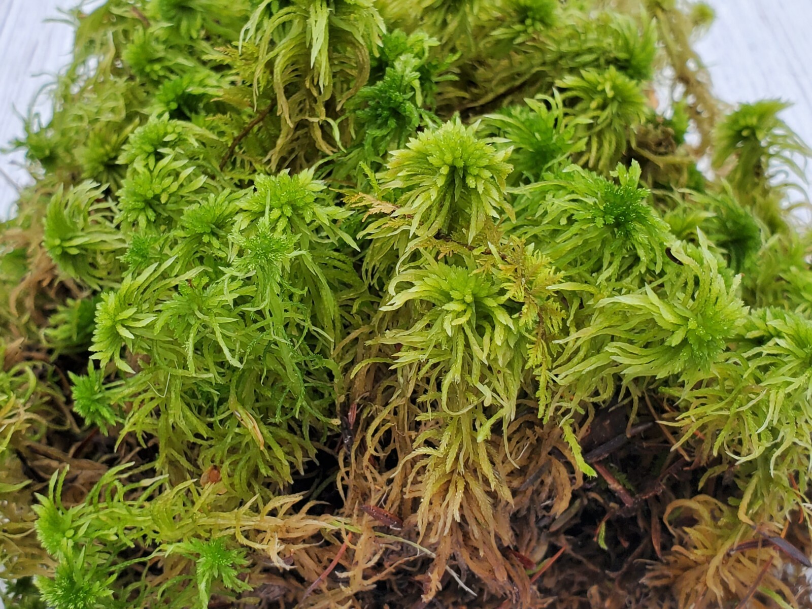 Fresh Live Sphagnum for Terrarium Vivarium Orchids Carnivorous 8″x10″ Bag