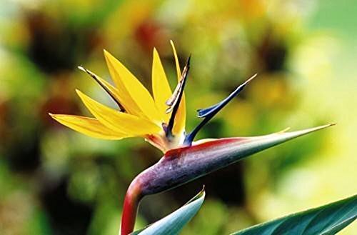 MANDELAS GOLD Rare Yellow Bird of Paradise Tropical Plant Large Mature 6 Inch Sz