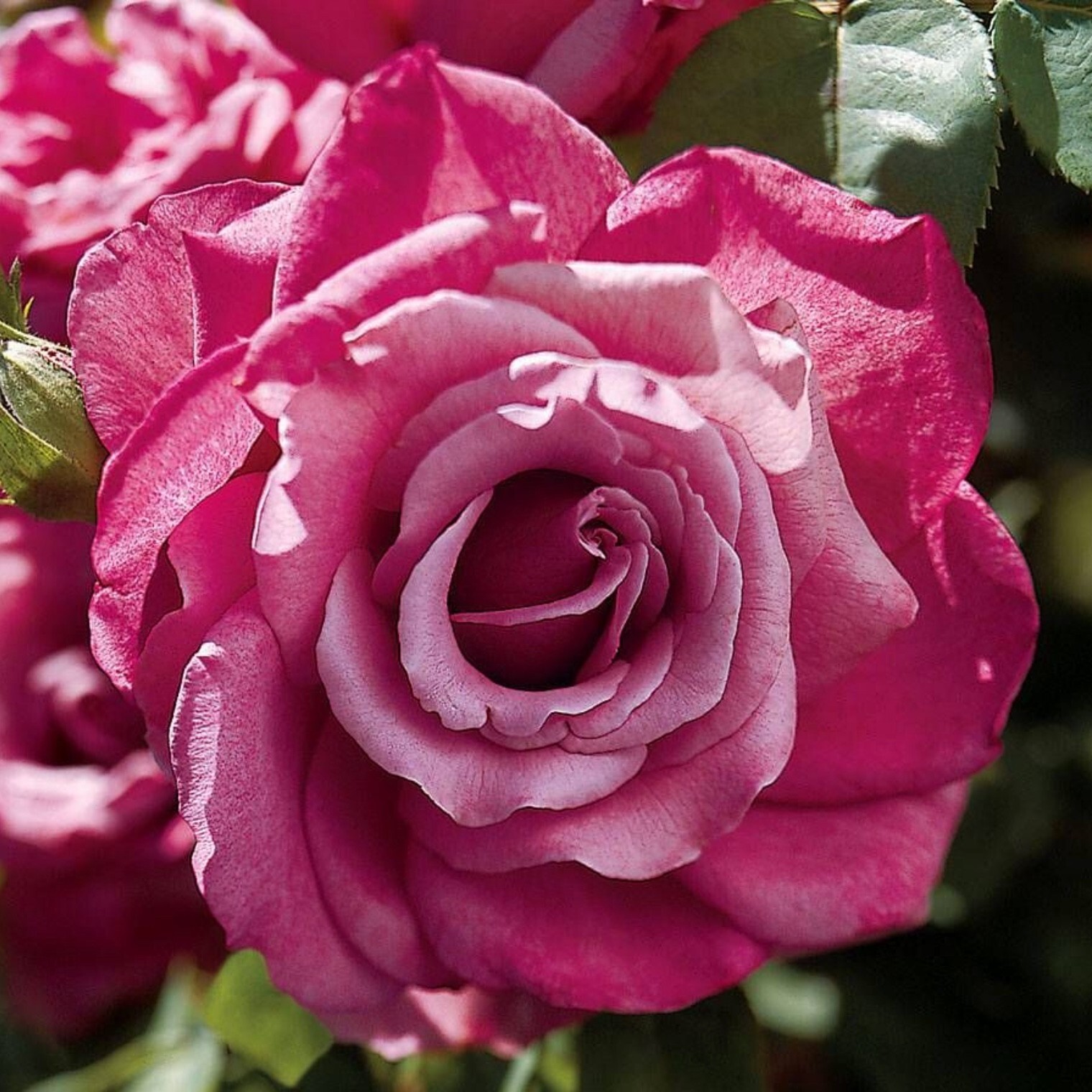 Heirloom Hybrid Tea Live Rose Own ROOTED Rose Plant Mauve/Purple/Lavender 10″