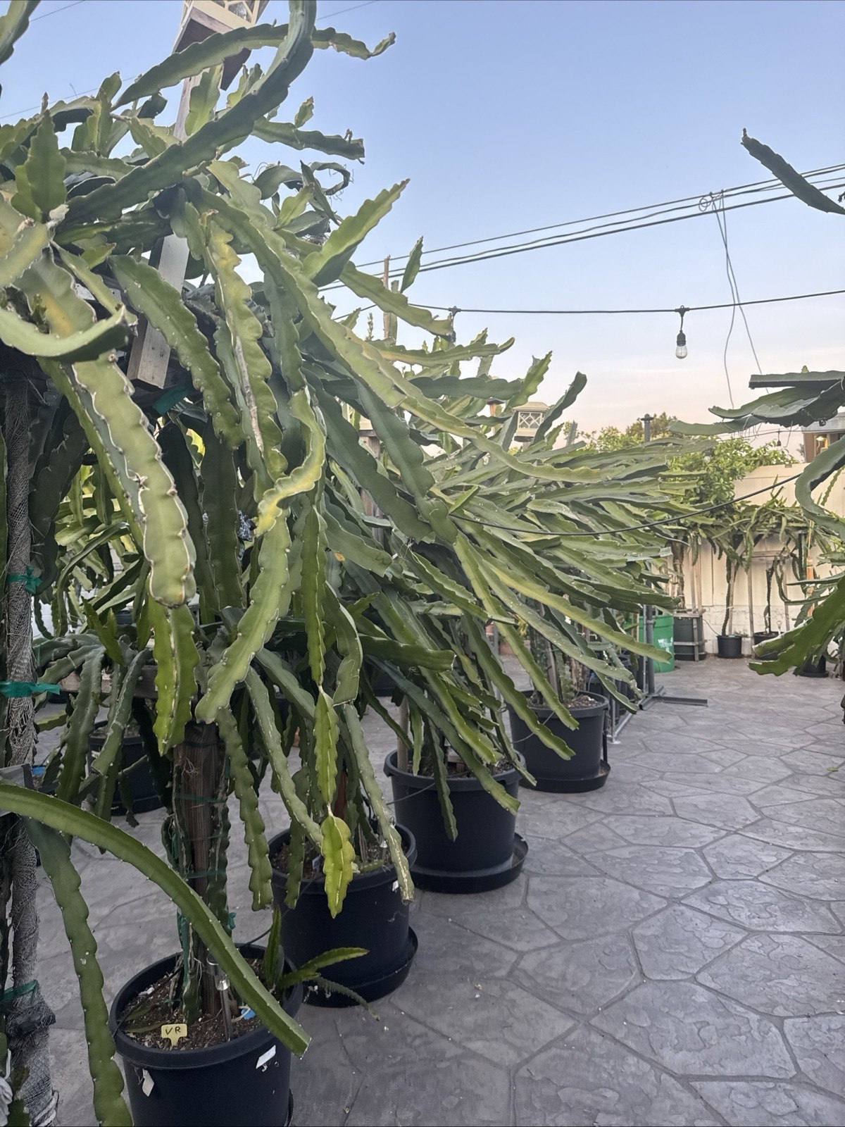 Dragon Fruit Cutting Connie Gee aka Pitaya, Organic 8-12 inches
