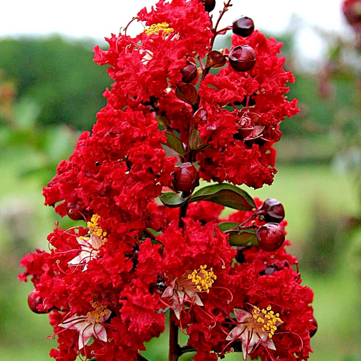25 DYNOMITE CREPE MYRTLE SEEDS – Lagerstroemia indica