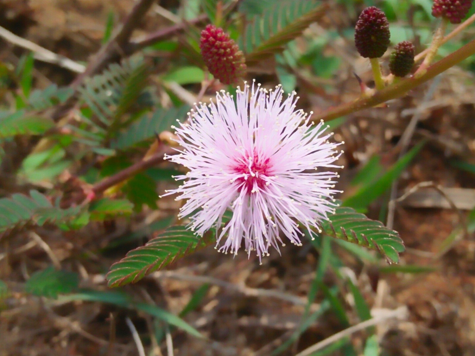 100+ MIMOSA PUDICA Seeds – Sensitive Plant / Shy Plant – *FREE USA Shipping!*