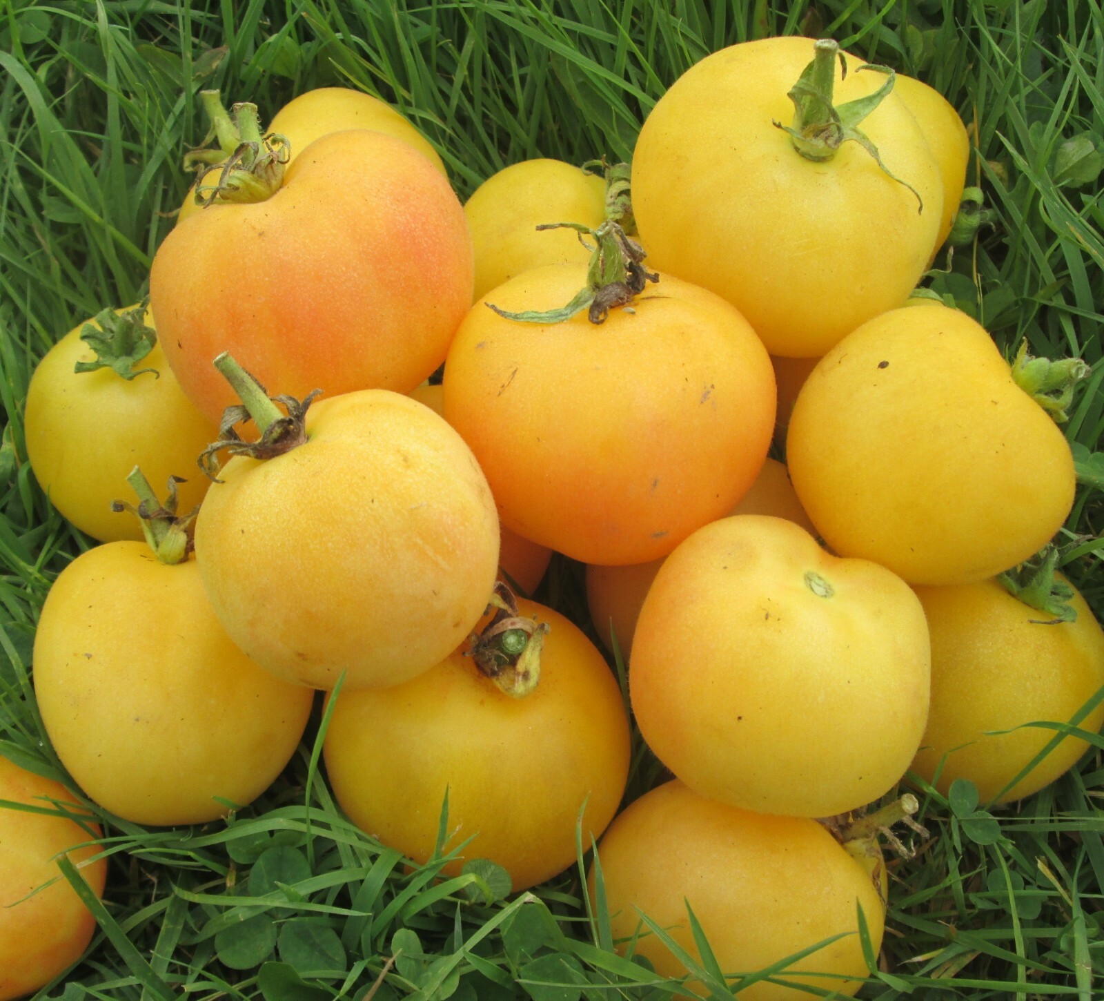 Garden Peach Tomato, 30 Seeds, Cocona, NON-GMO, Heirloom, FREE SHIPPING