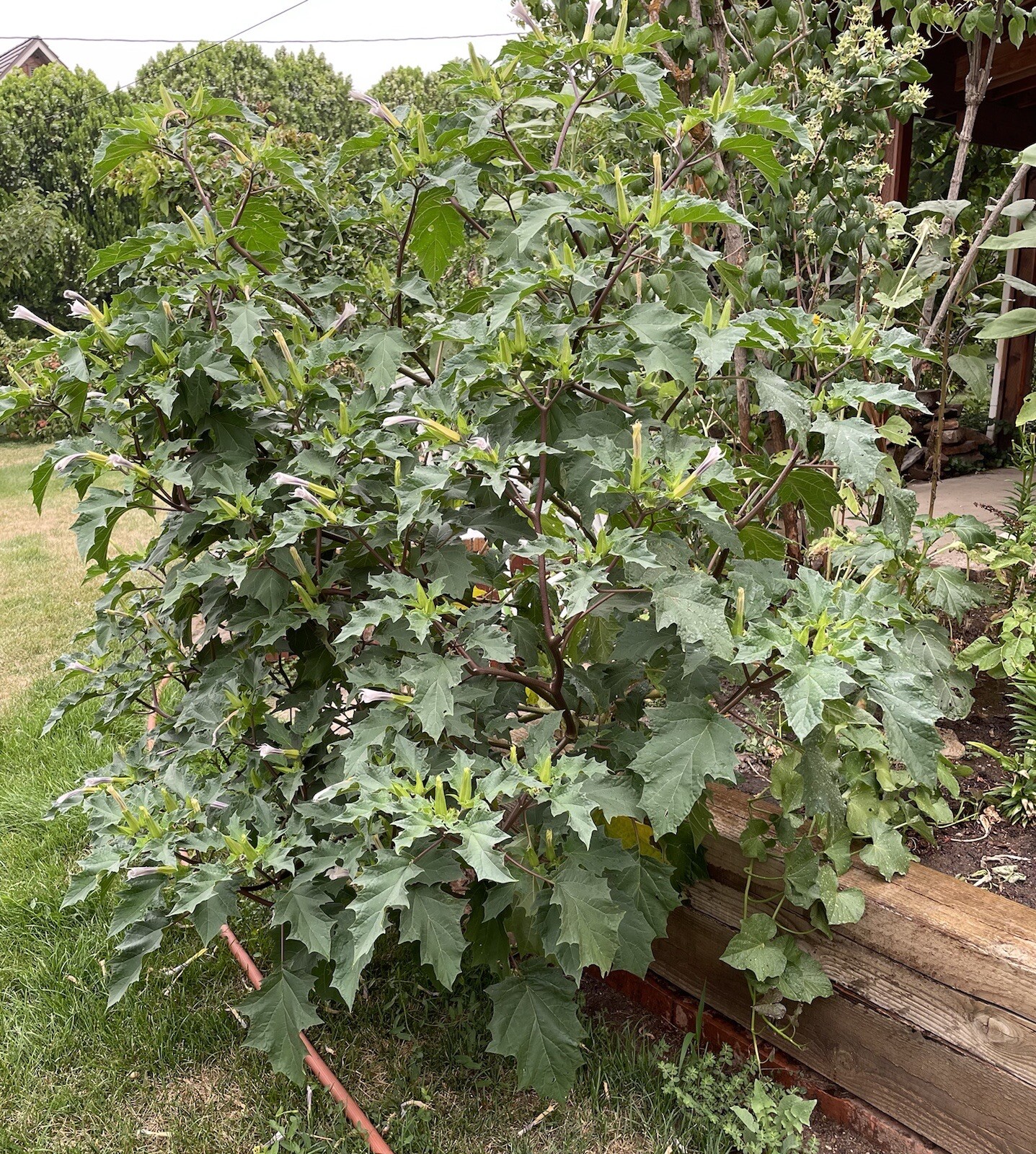 100+ Datura Stramonium (seeds)-Thorn apple, Jimsonweed,Devil’s Trumpet,Fragrant