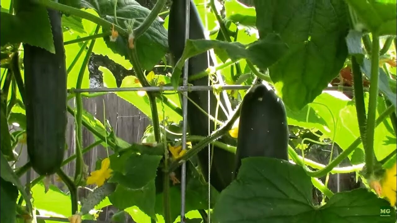 30+Marketmore 76 CUCUMBER Seeds Organic Vegetable Garden Patio Container Easy