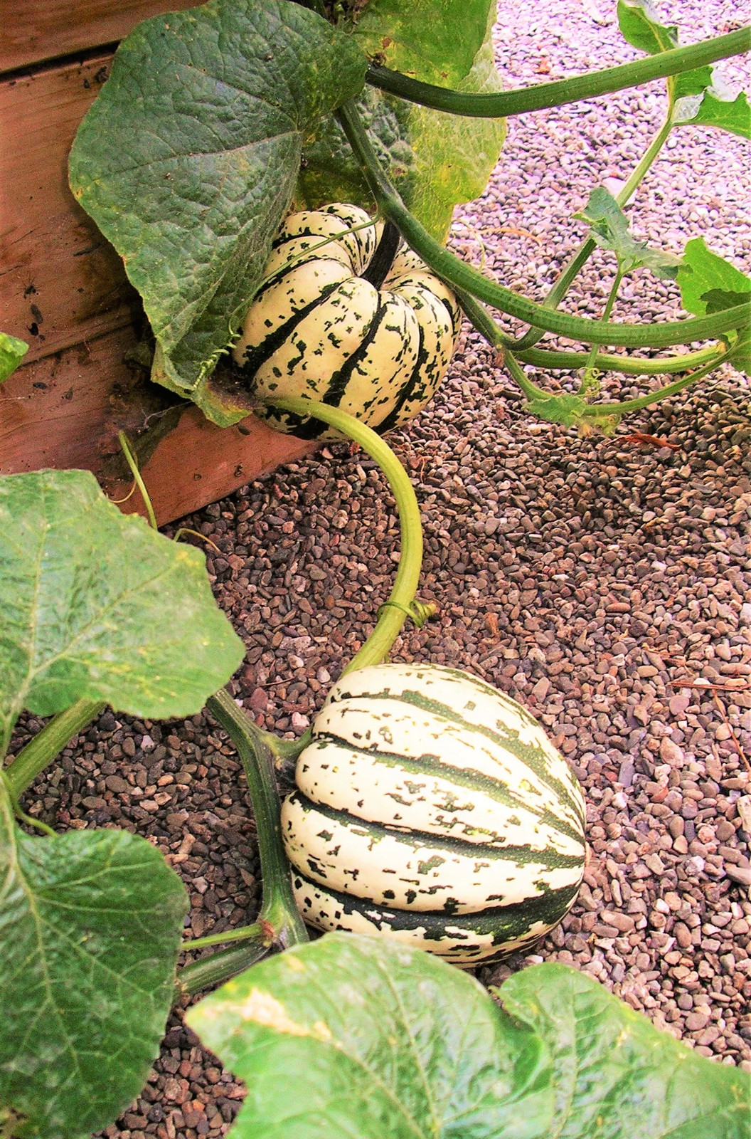 Sweet Dumpling Squash Seeds | Carnival Acorn Delicata Kabocha Fall Pumpkin 2024