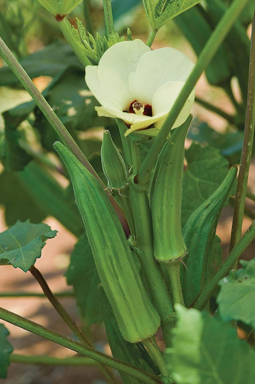 Spineless Okra Seeds 250 Seeds – Made in USA, Ships from Iowa.
