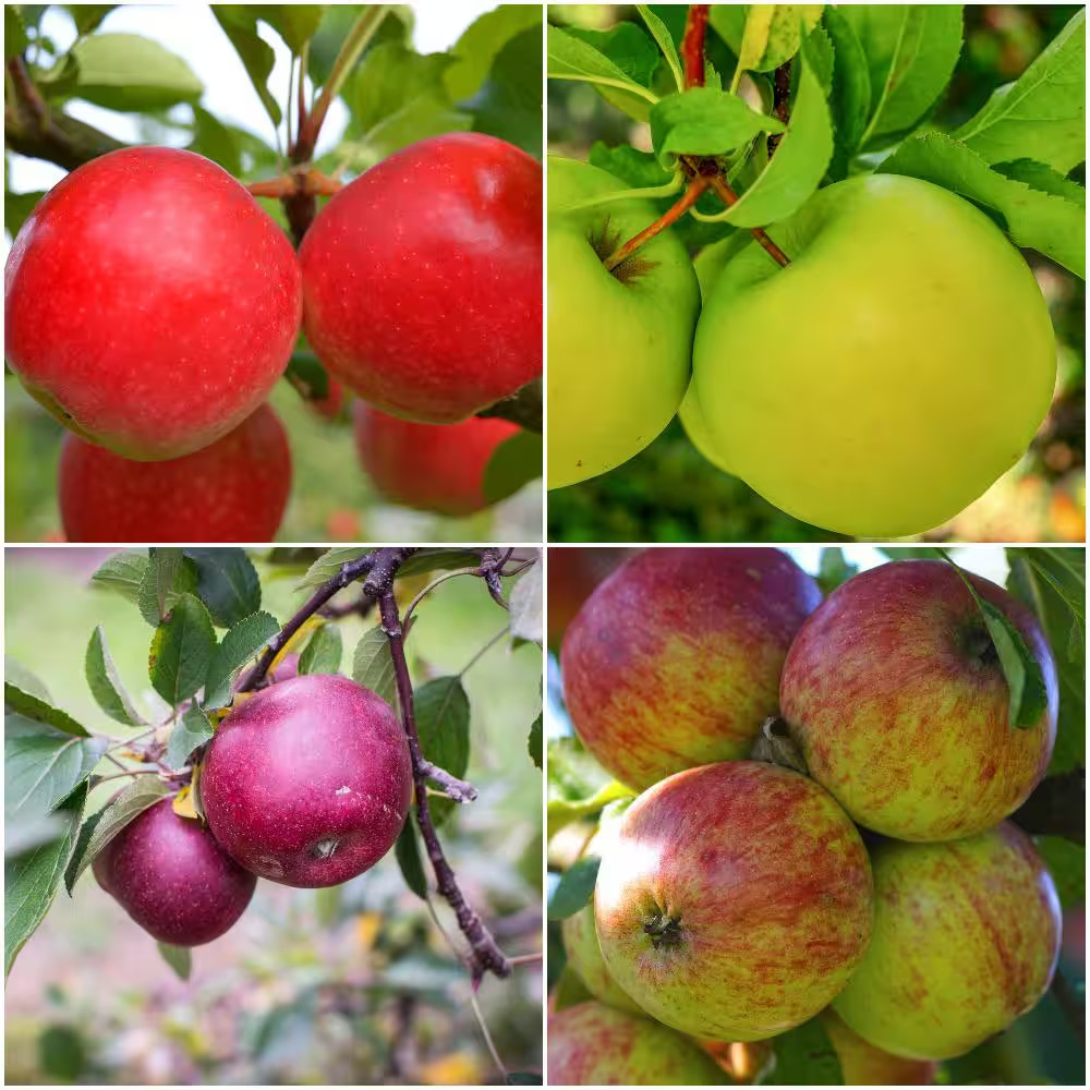 4-In-1 Apple Jubilee Tree Bare Root