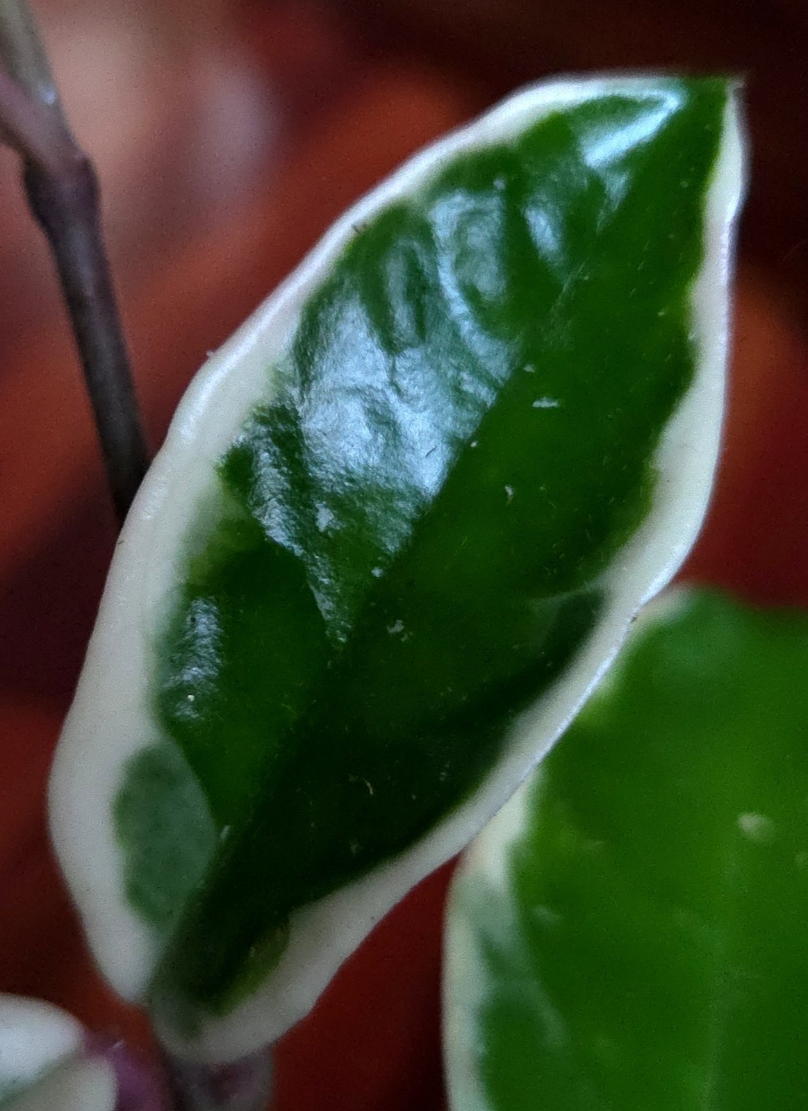 Rare Hoya Suzie Q Hybrid 8″ Tall Not Monstera Philodendron Aroid Anthurium