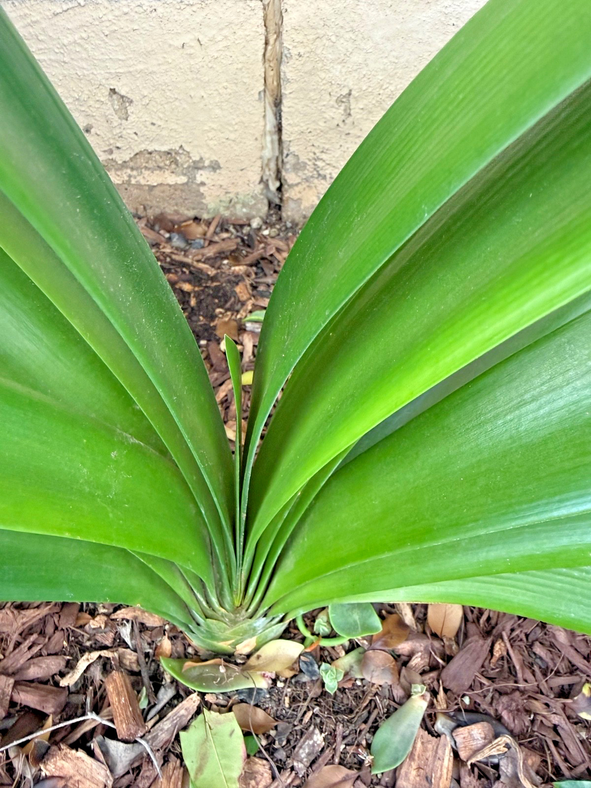 1 Large, Mature Clivia Miniata Plant, Bush Lily, Orange Flowers, 16 Leaves, 27”W