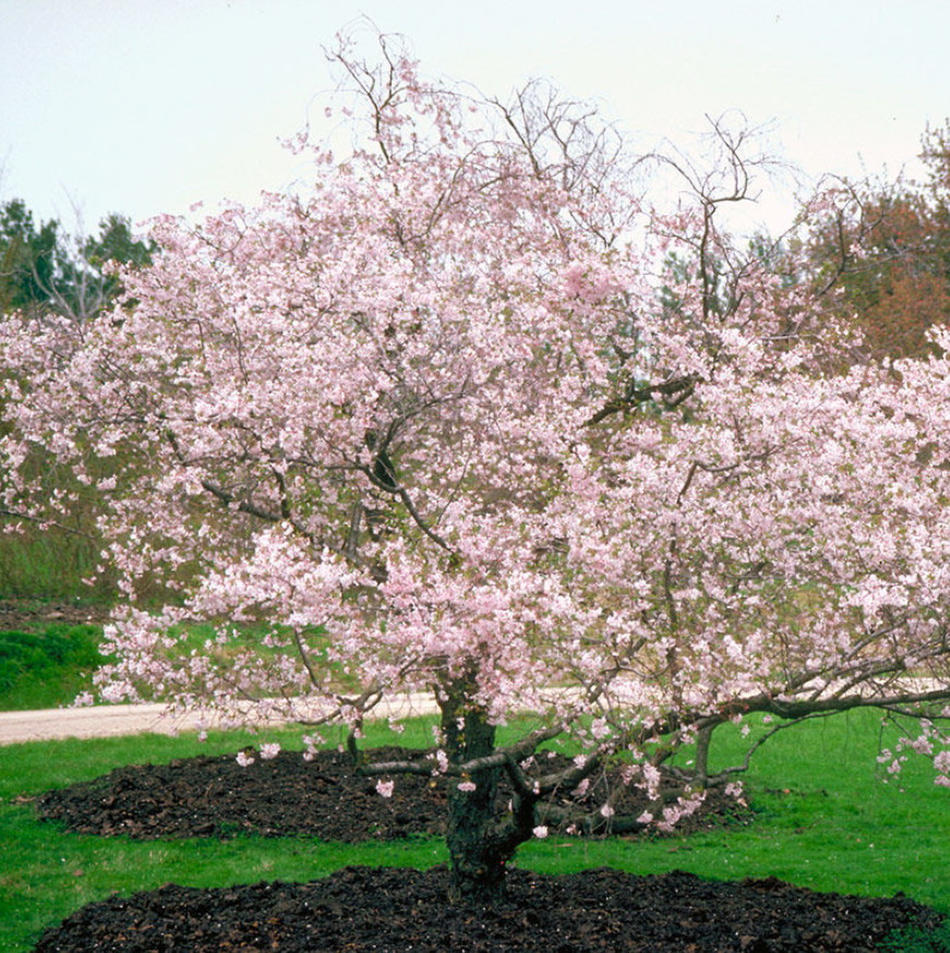 Autumnalis Flowering Cherry, Live Plant, 2.5″ Pot, 6–12″Tall, No Ship AK, HI, PR