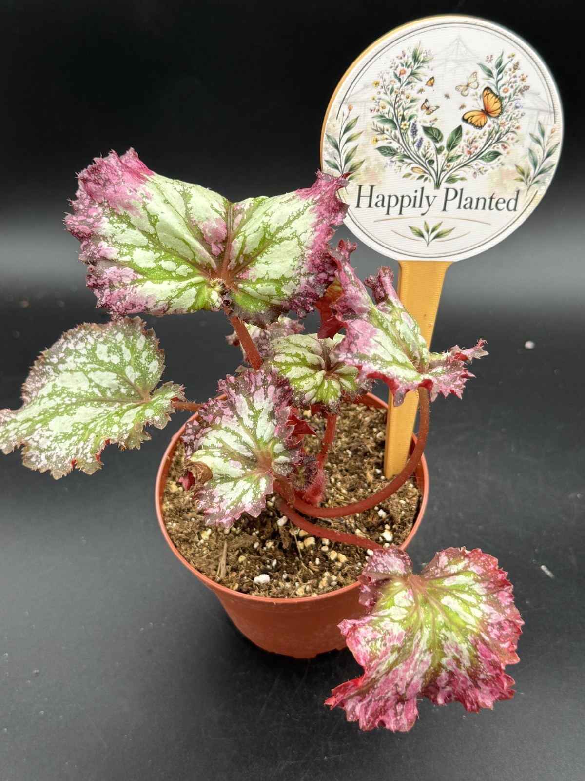 Begonia Fire Breathing Dragon – 4″ Pot Live Plant – Free Shipping