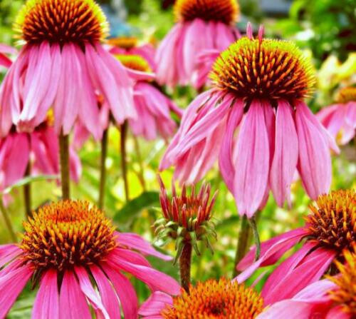 1000+ PERENNIAL WildFlower Seeds w/ Sunflowers Heirloom Pollinator Non-GMO